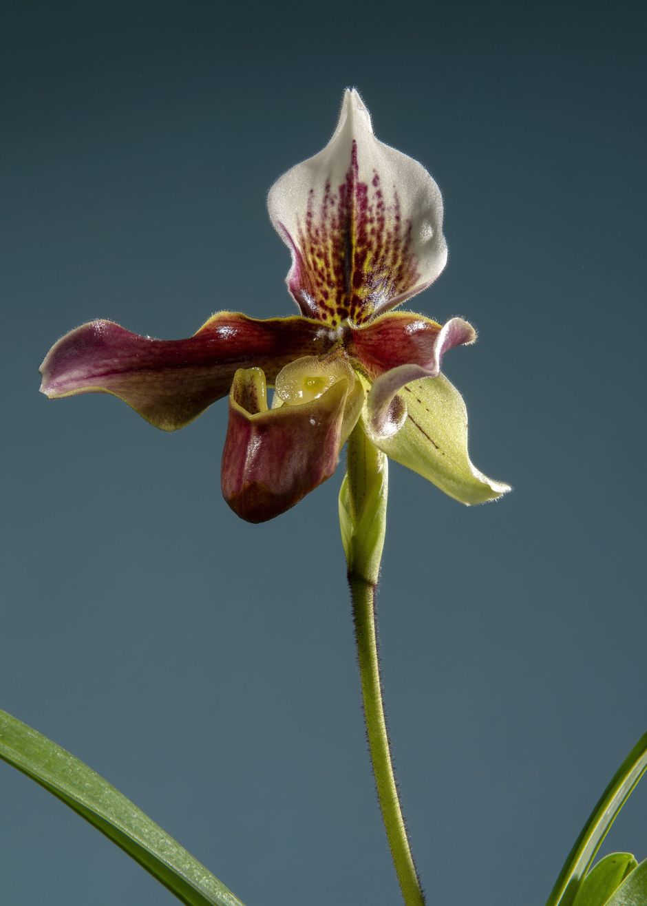 Orchidea screziata bordeaux e bianca