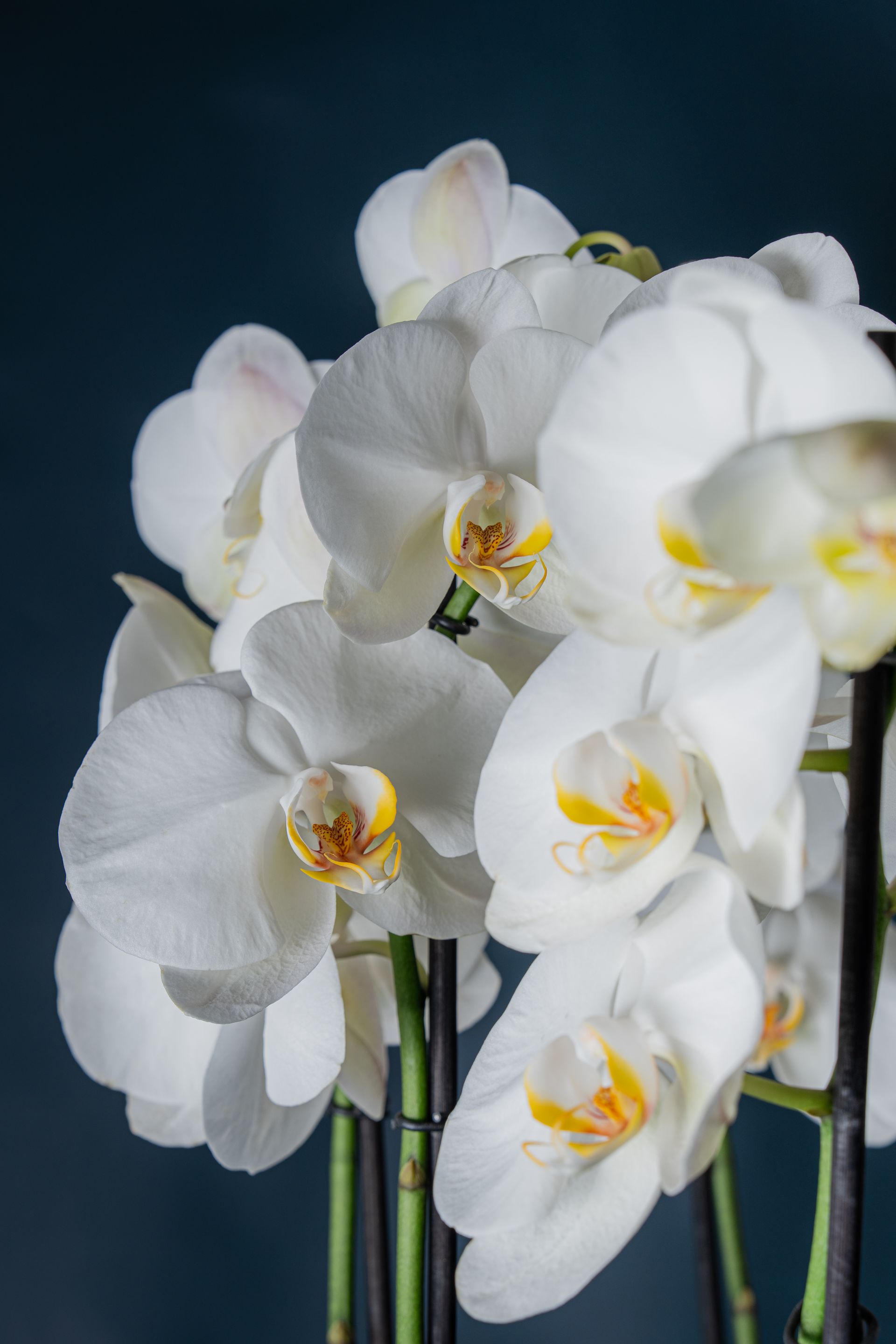 Un gruppo di orchidee falena bianche con il centro giallo su uno sfondo blu scuro.