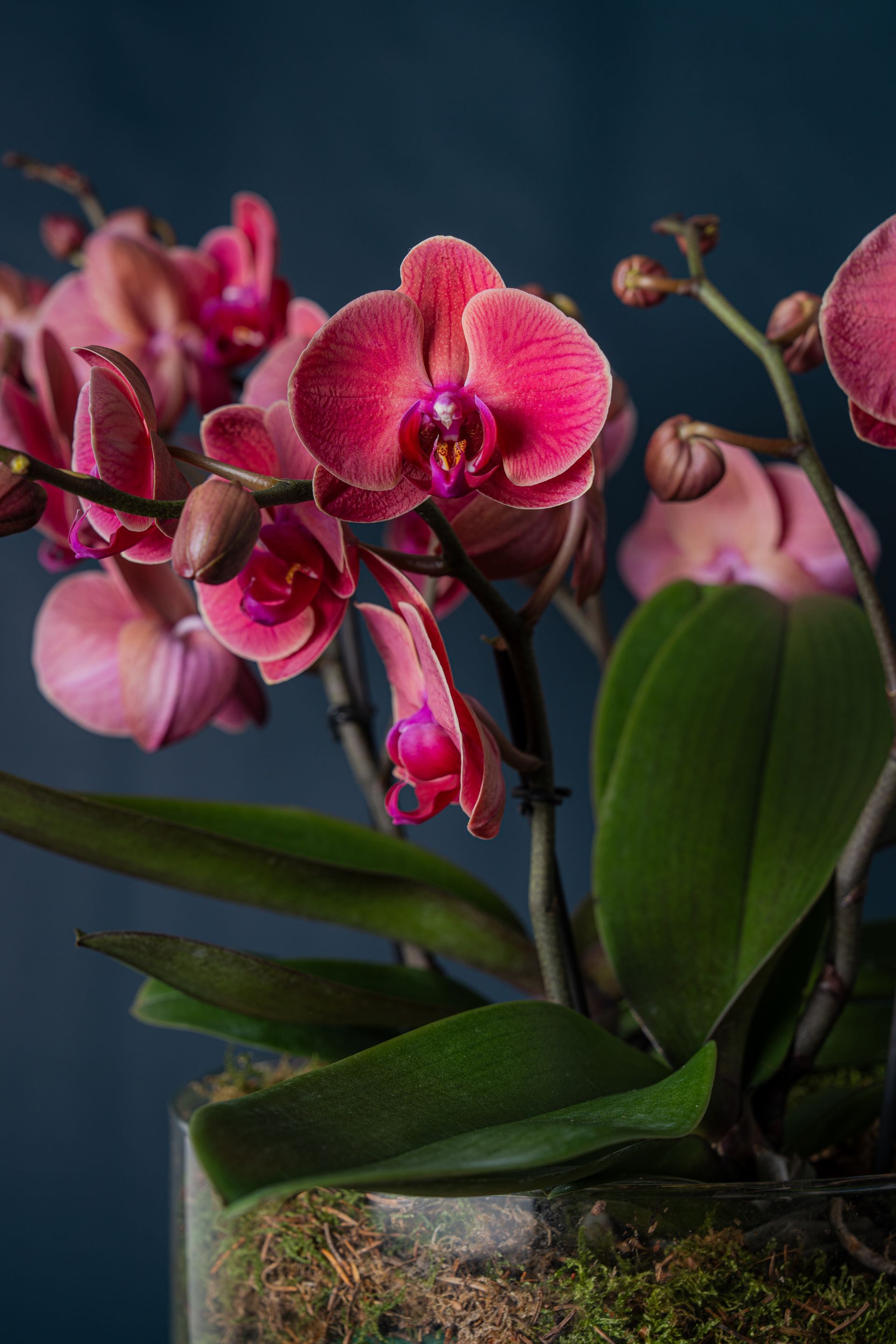 Un'orchidea in vaso con fiori rosa intenso e foglie verdi su uno sfondo blu scuro.