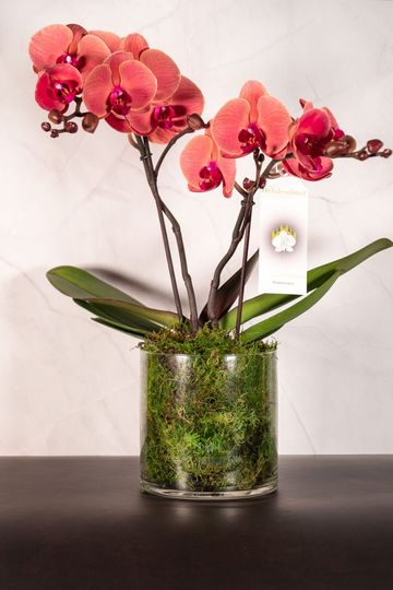 Una pianta di orchidea in vaso con fiori dai vivaci colori corallo, in un vaso cilindrico di vetro trasparente riempito di muschio verde.