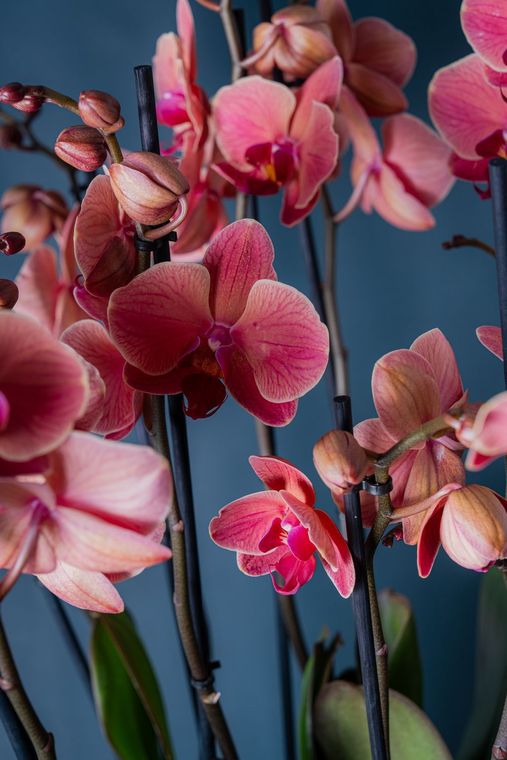 Una composizione verticale di orchidee verde chiaro con petali sfumati di rosa e centri maculati color bordeaux su uno sfondo blu scuro.