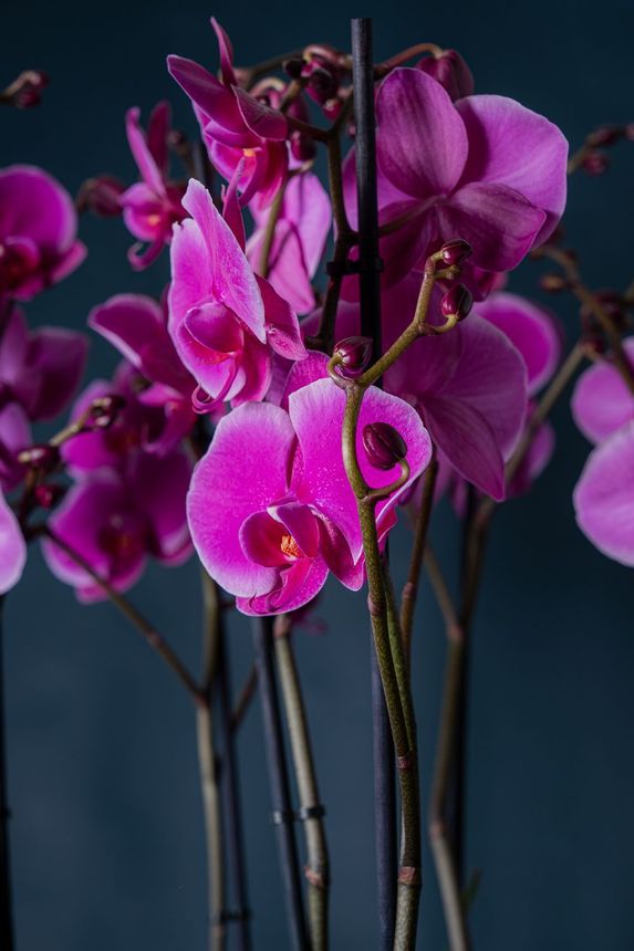 Un'orchidea in vaso con fiori rosa intenso e foglie verdi su uno sfondo blu scuro.
