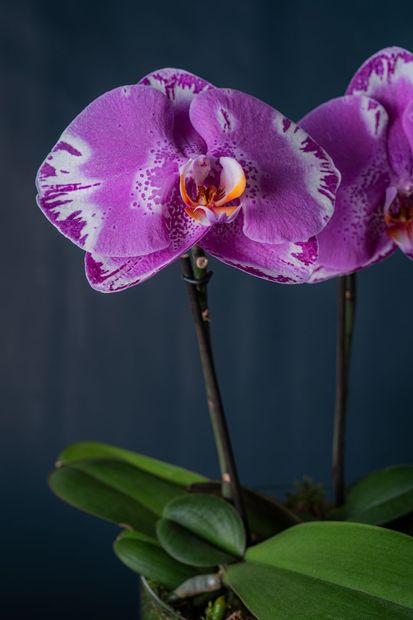 Un gruppo di orchidee falena bianche con il centro giallo su uno sfondo blu scuro.
