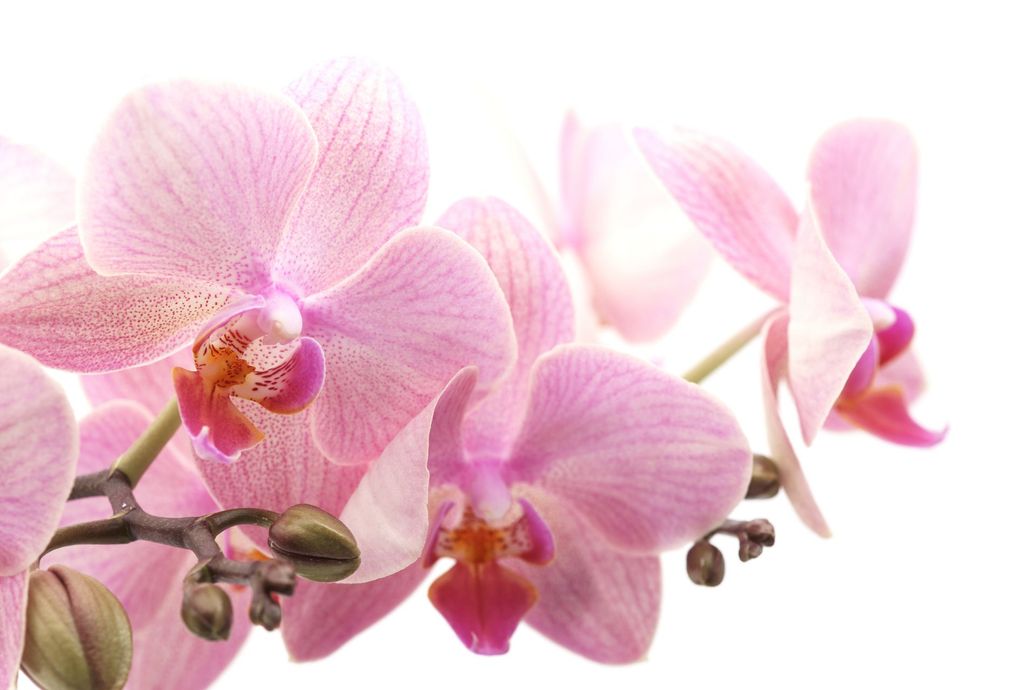 Una composizione verticale di orchidee verde chiaro con petali sfumati di rosa e centri maculati color bordeaux su uno sfondo blu scuro.