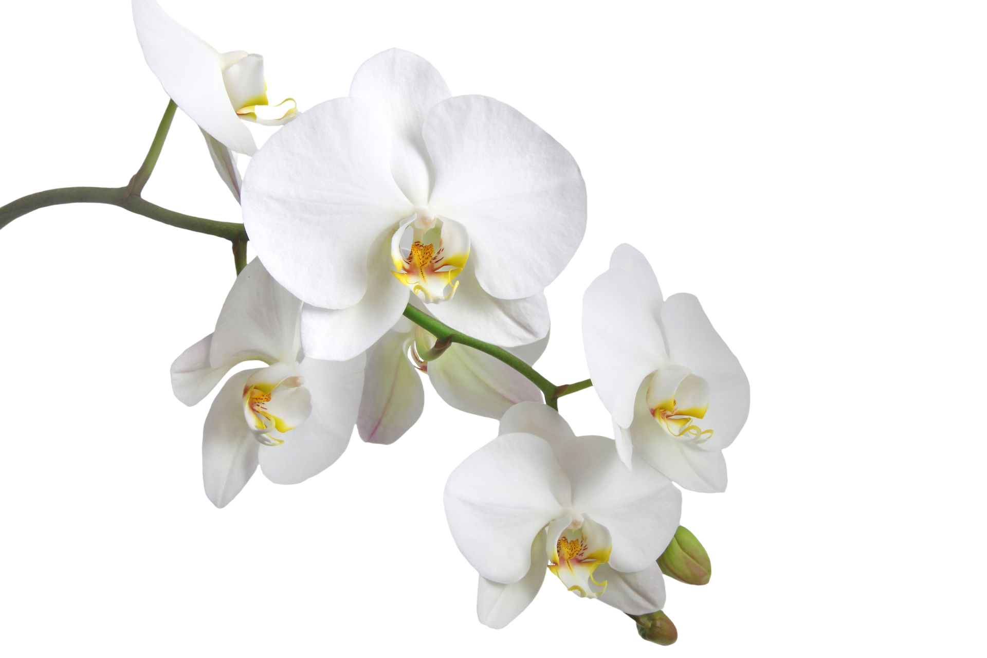 Un ramo di delicate orchidee phalaenopsis bianche con centri gialli e rosa, su uno sfondo bianco uniforme.