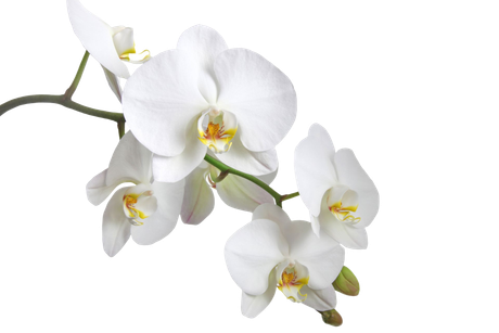 Un ramo di delicate orchidee phalaenopsis bianche con centri gialli e rosa, su uno sfondo bianco uniforme.