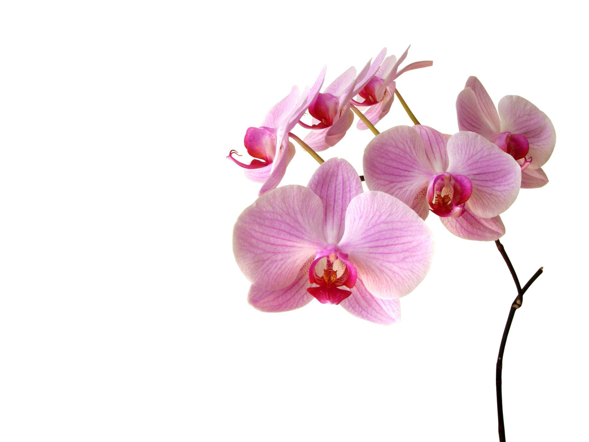 Un grappolo di fiori di orchidea rosa pallido con centri color magenta intenso, su un delicato stelo marrone, su uno sfondo bianco.