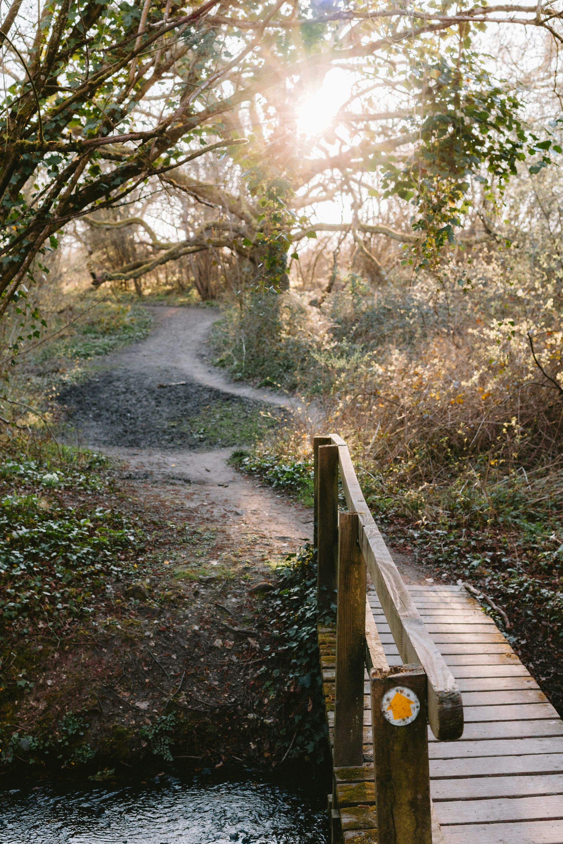 Forest path with sunlight filtering through trees.