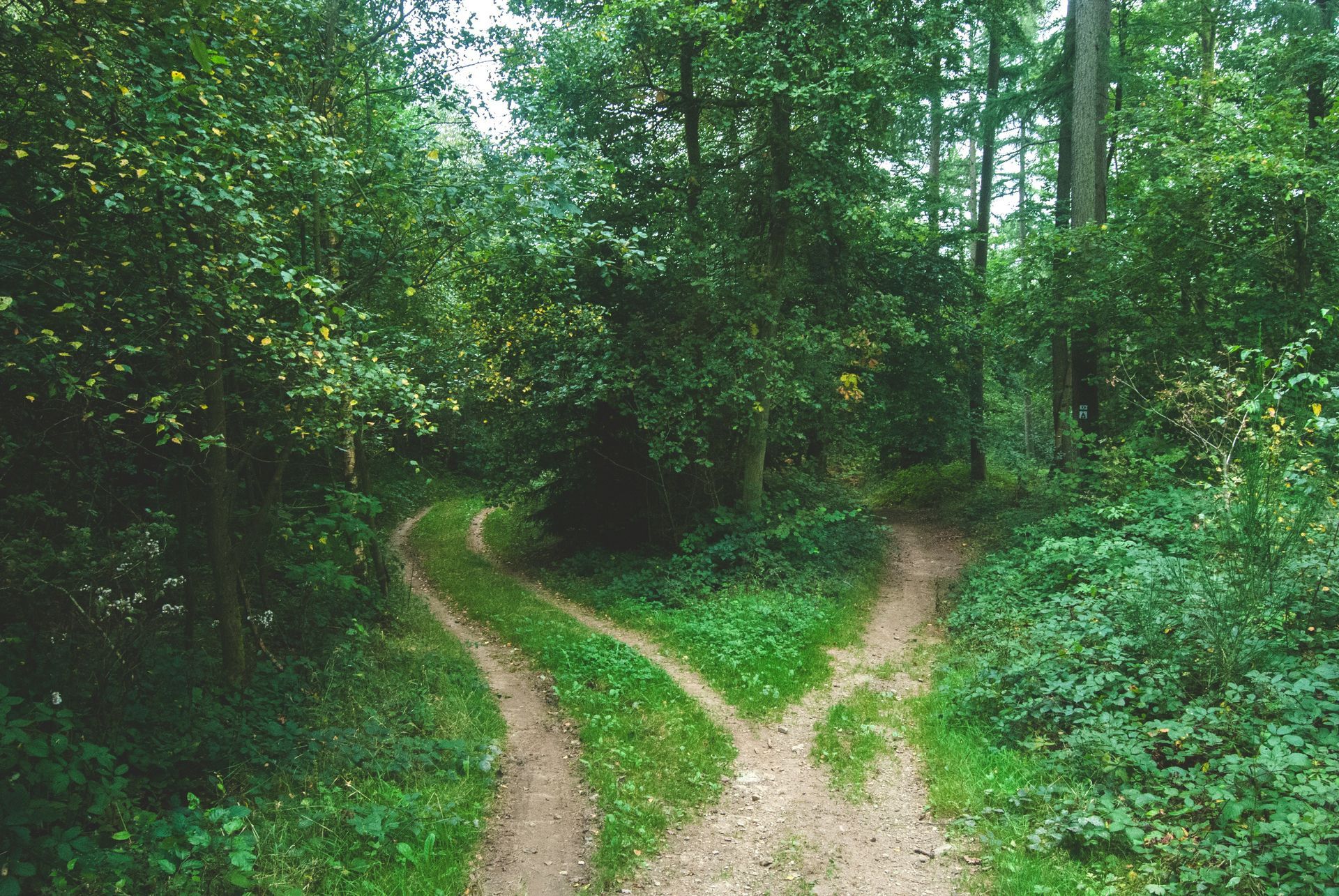 Two diverging forest paths representing choosing your own direction and personal growth.