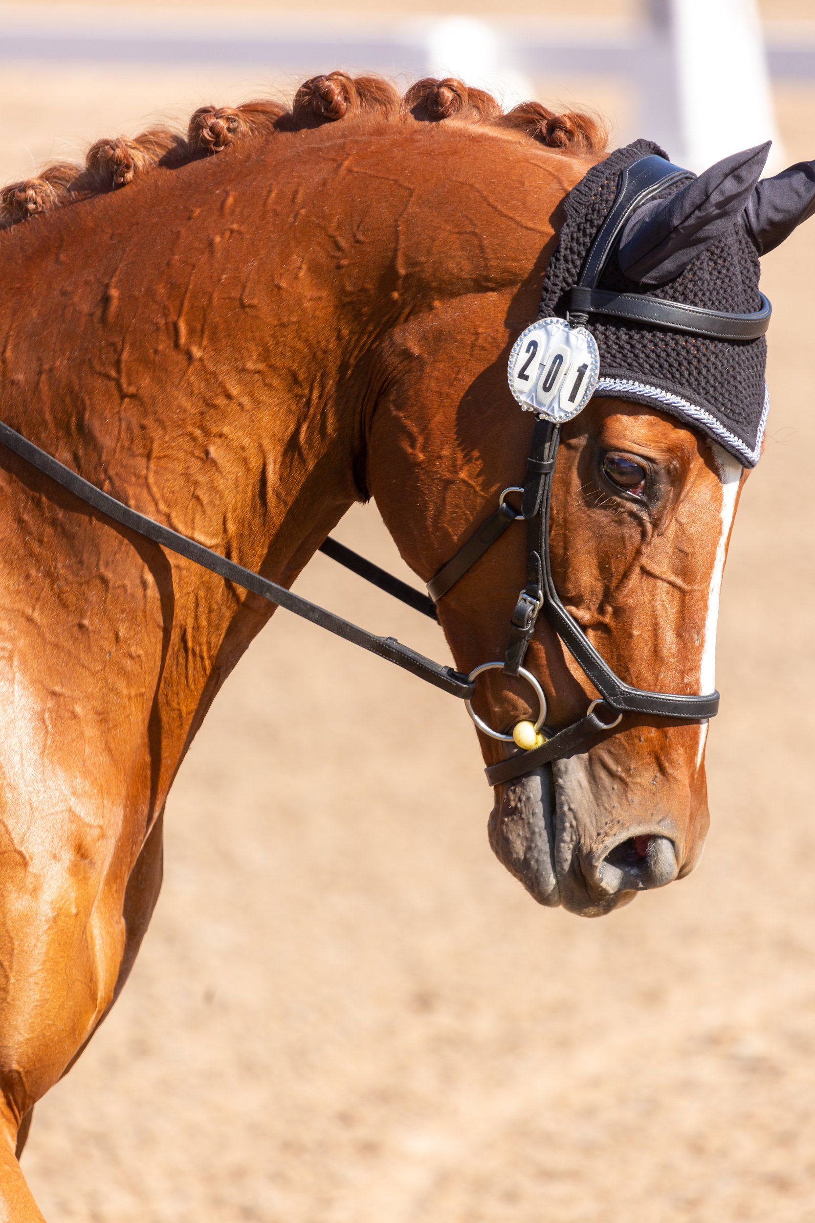 Profile of horse in dressage show
