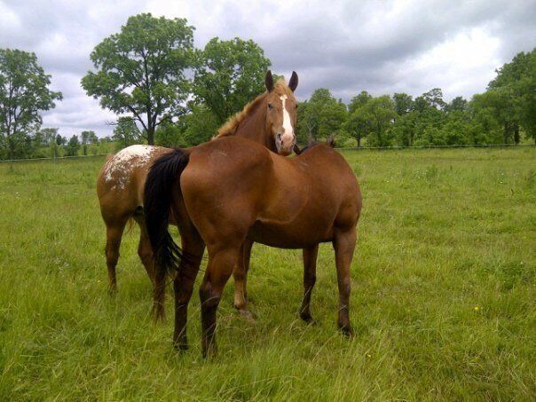 Two horses in a paddock with luscious green grass at Kings Meadow