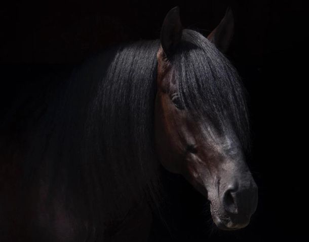 A horses head with a dark background