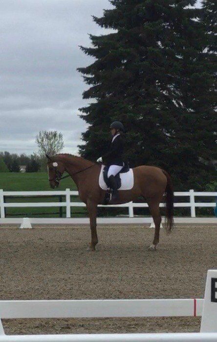 A horse and rider at a dressage competition in the show ring