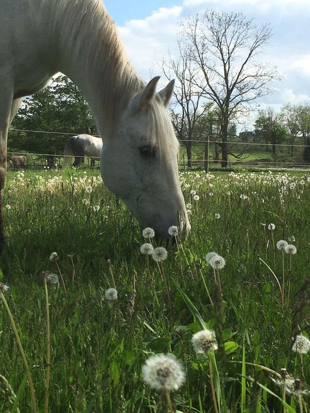 A grey pony eating grass in one of the beautiful paddocks at Kings Meadow.
