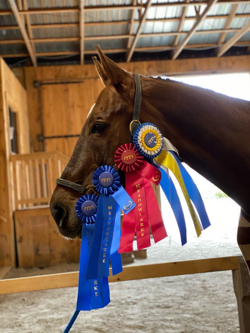 ribbons on horse's halter at show