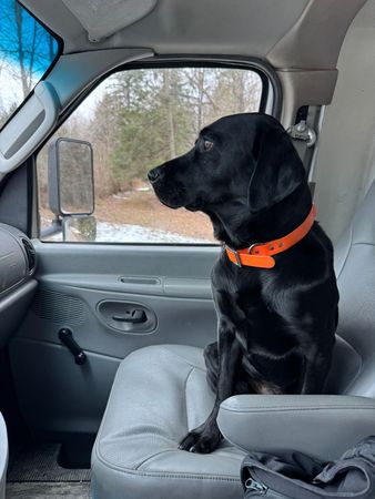 A black dog is sitting in the driver 's seat of a car looking out the window.