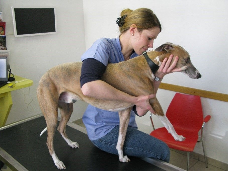 Une femme tient un chien marron sur une table