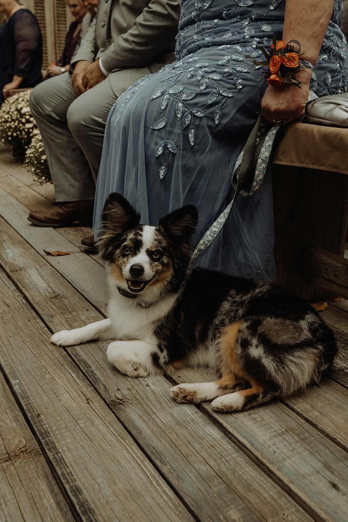 Dog lies on wooden deck near people seated during an outdoor event.