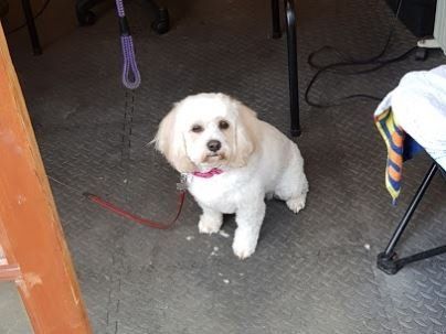 Shih tzu in red leash