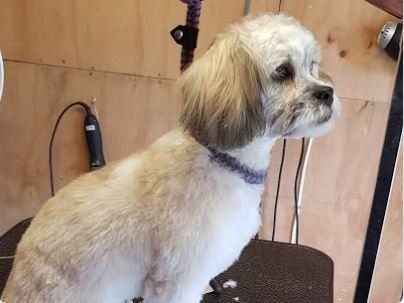 Shih tzu in purpleleash
