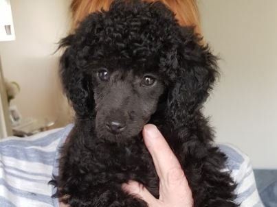 black poodle