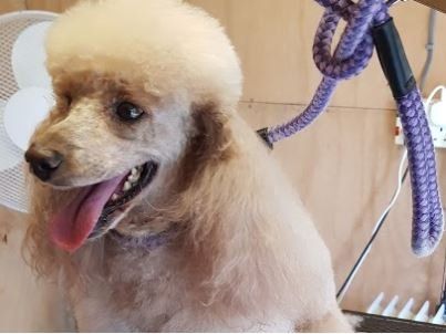 Poodle in purple leash