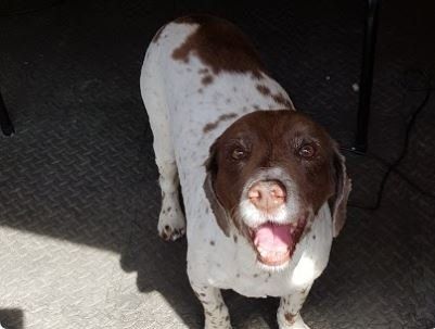 caroline's dog grooming