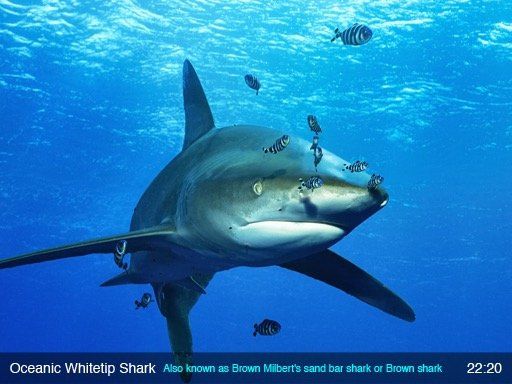 Whitetip Shark - Live Gallery - Nature Screen Display - App by LANDKA ®