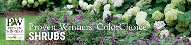 Proven Winners ColorChoice Shrubs logo superimposed over a garden bed with white hydrangea blooms and purple butterfly bush.