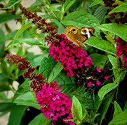 A brown butterfly with eyespots on its wings rests on a vibrant, magenta butterfly bush flower.