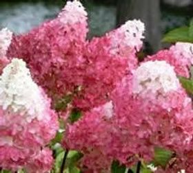 A close-up of vibrant pink and white panicle hydrangea flowers blooming on a bush.
