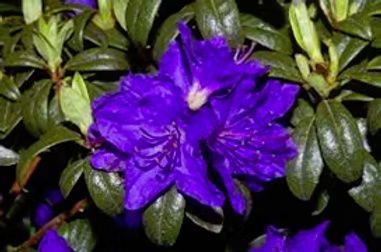 A close-up of vibrant purple azalea flowers blooming amidst lush, dark green leaves.