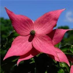 A pink dogwood flower with four pointed bracts surrounding a small, textured central flower head against a blue sky.