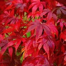 Vibrant, serrated red Japanese maple leaves clustered together, filling the frame.