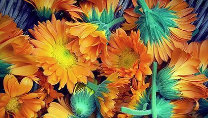 A cluster of vibrant orange calendula flowers, some facing upward and others showing their green, leafy undersides.