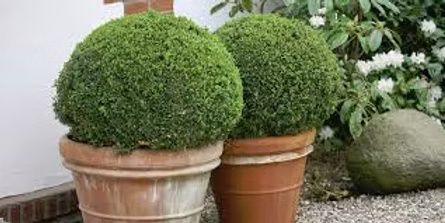 Two round, manicured boxwood shrubs in terracotta pots sit outdoors next to a stone and flowering bush.