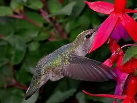 A green and iridescent hummingbird hovers to feed from a vibrant red and purple fuchsia flower.