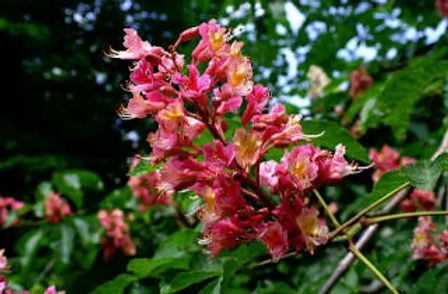 A close-up of a blooming red horse chestnut flower cluster with pink and yellow petals against a blurred green background.