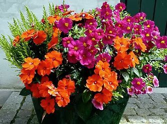 A decorative planter overflowing with bright orange and vibrant magenta impatiens and green foliage.