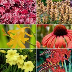 A collage of six garden flowers: purple foliage, beige plumes, yellow daylilies, a red coneflower, yellow iris, and red crocosmia.