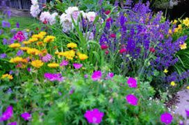 A vibrant garden border filled with pink, yellow, and tall purple spikes of flowers in full bloom.