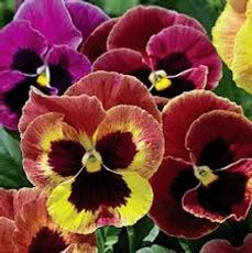 A close-up view of several vibrant pansy flowers in shades of deep purple, red, and yellow.