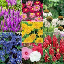 A collage of vibrant flowers, including purple Liatris, pink daisies, white coneflowers, yellow blossoms, and red lupines.