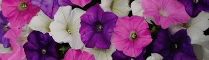 A vibrant cluster of petunia flowers in shades of purple, pink, and white.