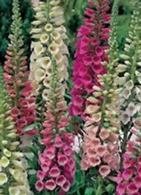 A cluster of tall, vibrant foxglove flower spikes in shades of pink, yellow, and cream against a soft green background.