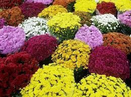 A vibrant collection of blooming chrysanthemums in various colors, including bright yellow, deep red, purple, and white.