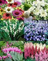A collage of six vibrant garden flower varieties, including coneflowers, white lilies, lily of the valley, and astilbe.