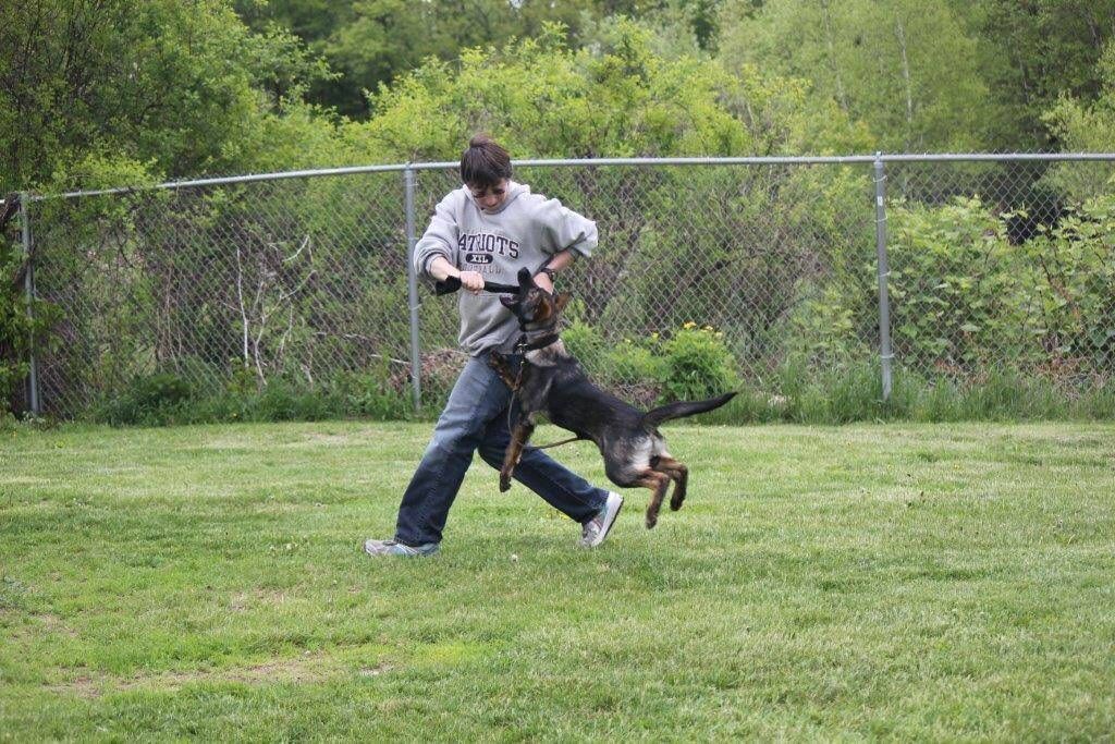 A person plays tug-of-war with a German Shepherd in a grassy, fenced-in area.