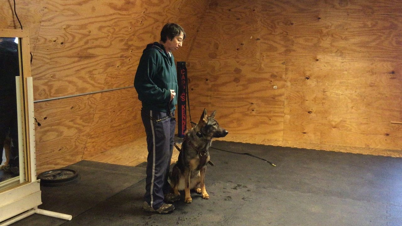 A person stands in a wood-paneled room training a German Shepherd dog sitting on a mat.