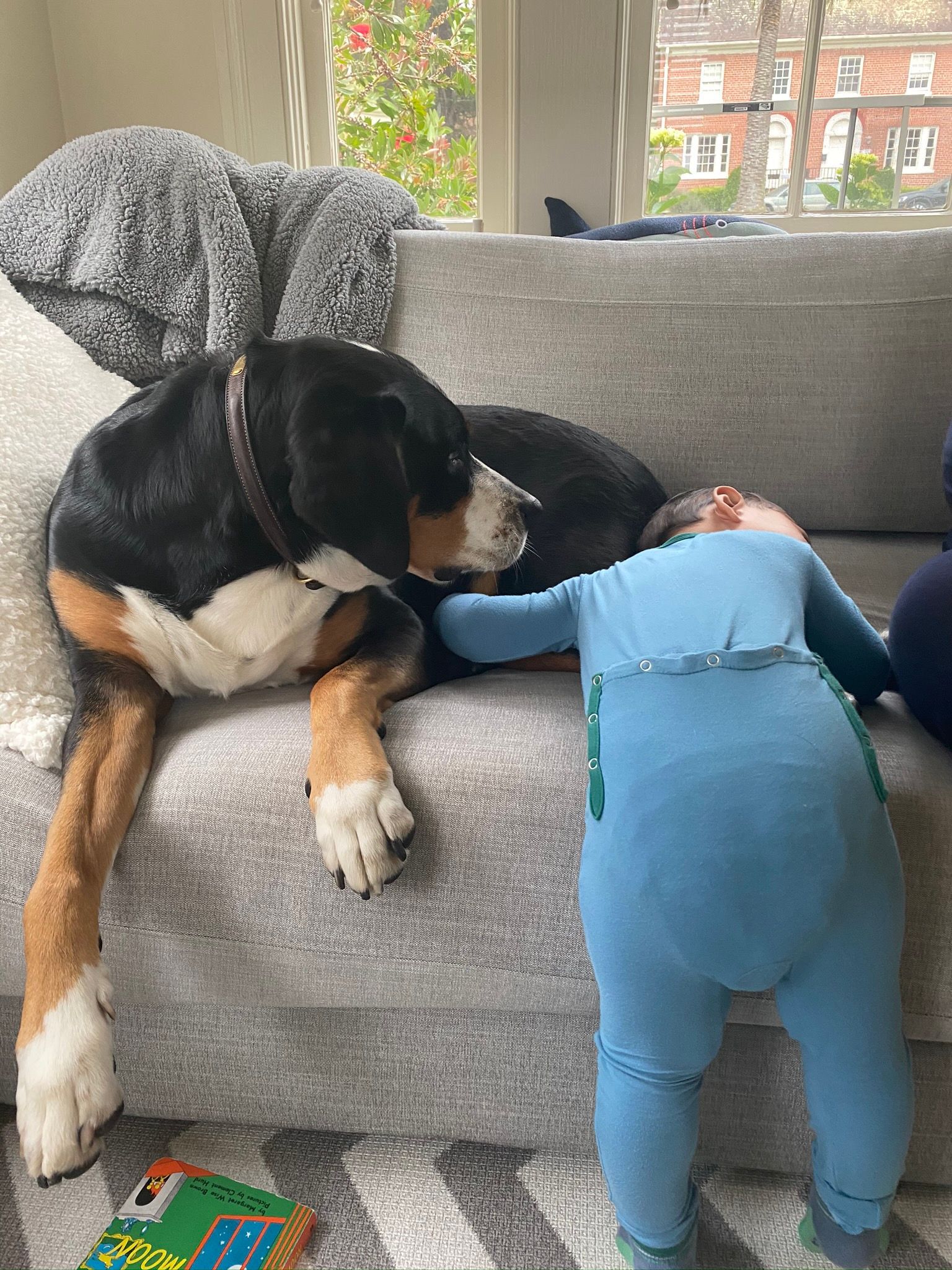 A large, tri-colored dog lies on a gray sofa next to a person in a blue jumpsuit leaning against the cushions.